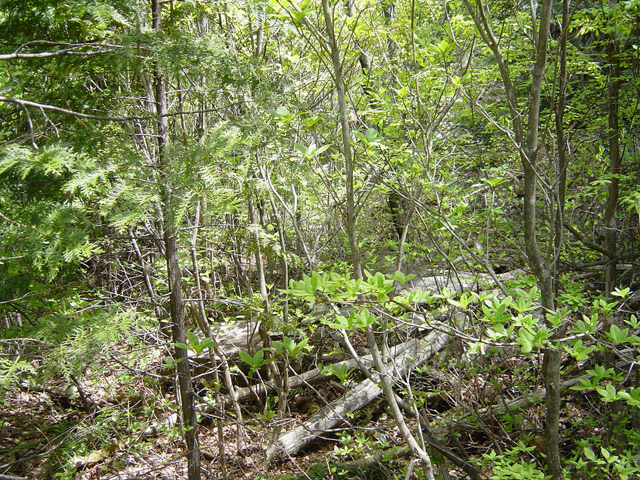 �����X�ѓS��,�ѓS,�p����,�O����,���i