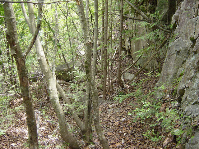 �����X�ѓS��,�ѓS,�p����,�ѓ�,�i���[�O����,���[���c��,���H