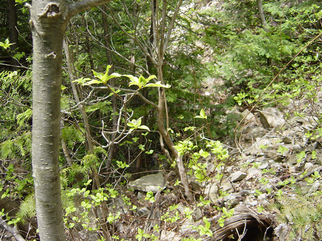 �ؑ]�X�ѓS��������,�ѓS,�p����,�؍މ^���O����,�K����,����