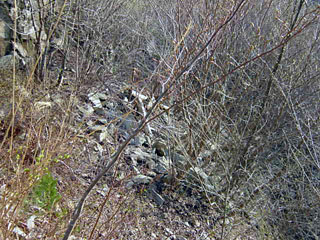 ����X�ѓS������������u�厭�[�����i�����j�v