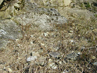 ����X�ѓS������������u�厭�[�����i�����j�v