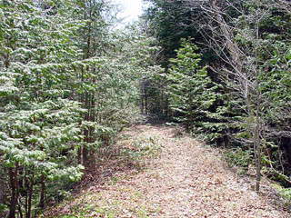 ��������X�ѓS����,�ѓS,�p����,�ؑ]�X