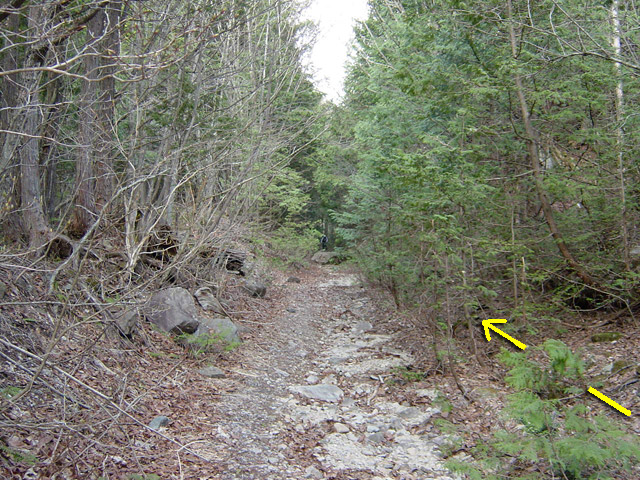 ����X�ѓS�����������,�ѓS,�p����,�W�ޑ���