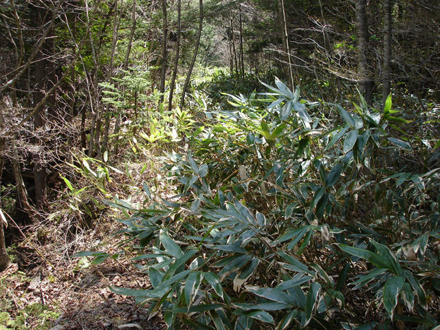 ����X�ѓS�����������,�p����,�ѓS,�N�}��