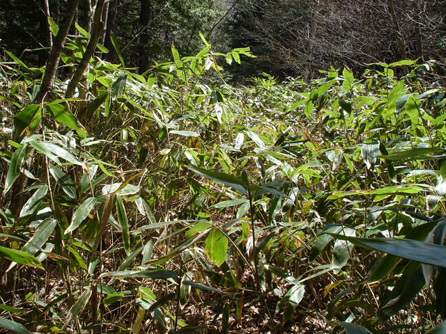 �X�ѓS��,��������ѓS,�p����,�p��,�ѓ�,�ؑ]�X