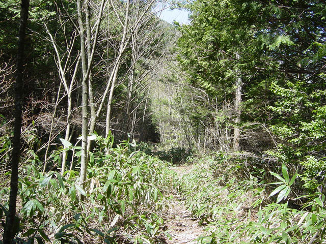 ����X�ѓS�����������,�ѓS,�G��,�p����