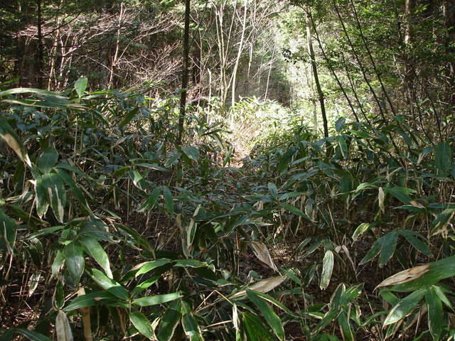 ����X�ѓS�����������,�ѓS,�G��,�p����