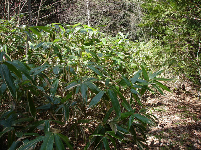 ����X�ѓS������������u�t���򋴗��[����v