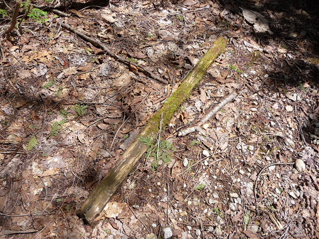 ����X�ѓS������������u�t���򋴗��[����v