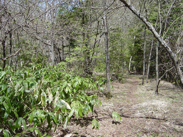 ����X�ѓS������������u����i�t���z�j�v