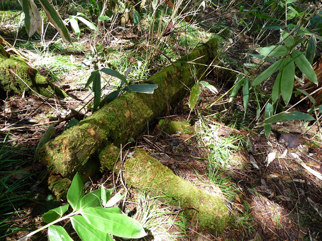 �X�ѓS��,�ѓS��,�V��,�؋�,�O����,�p����