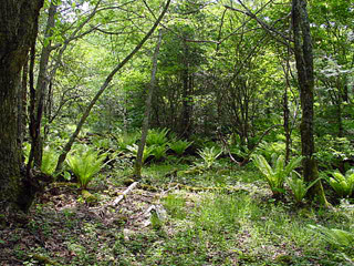 ����X�ѓS������������u����i�t���z�j�v