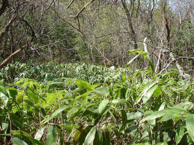 ����X�ѓS������������u����i�t���z�j�v