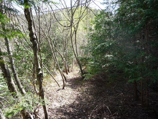 ��������X�ѓS��,�V����ԏ�,�ѓS,�p����