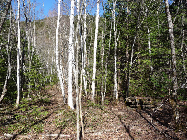 ��������X�ѓS��,�V����ԏ�,�ѓS,�p����