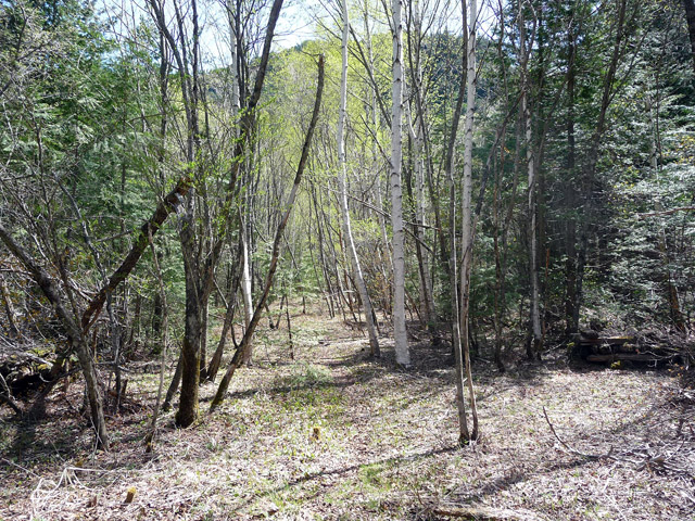 ��������X�ѓS��,�V����ԏ�,�ѓS,�p����