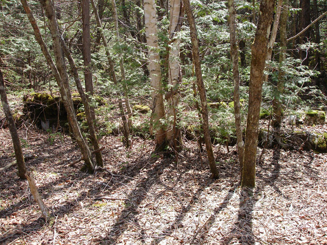 ����X�ѓS�����������,�V����ԏ�,�ѓS,�p����