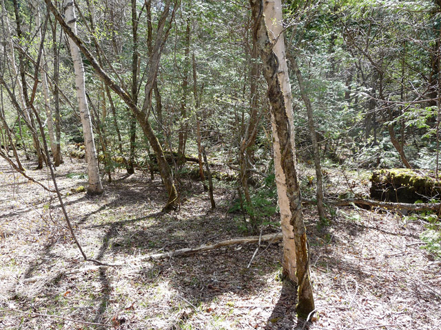 ����X�ѓS�����������,�V����ԏ�,�ѓS,�p����