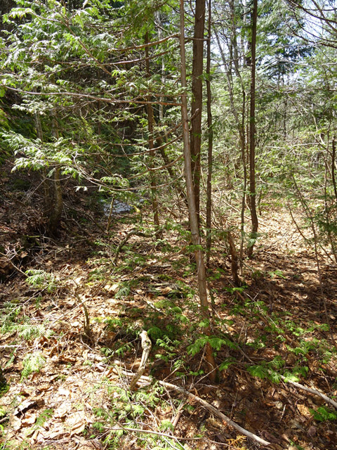 ��������X�ѓS��,�V����ԏ�,�ѓS,�p����,����c�я�,���ꑺ