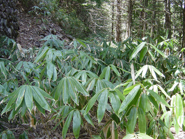 ��������X�ѓS��,�ѓS,�p����,���ꑺ,�y�؋O��,�N�}��