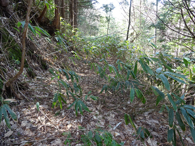 �ؑ]�X�ѓS�����������,�ѓS,�p����,���ꑺ,�g���b�R�O��,�N�}��