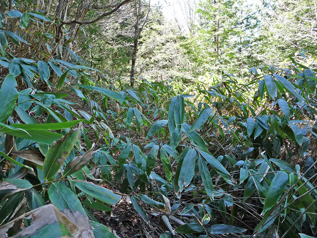 �ؑ]�X�ѓS�����������,�ѓS,�p����,����,�g���b�R�O��,���ꑺ