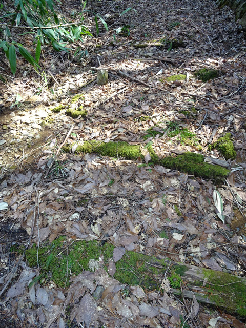 �ؑ]�X�ѓS�����������,�ѓS,�p����,�g���b�R�O��,����,����c�я�