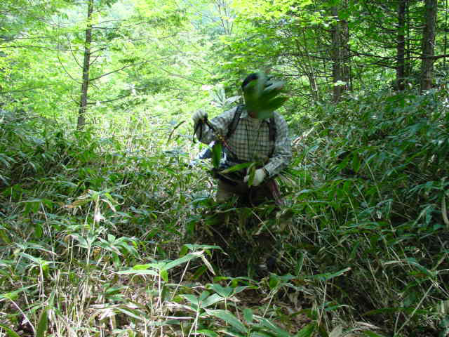 �ؑ]�X�ѓS�����������,�ѓS,�p����,�g���b�R�O��,�ѓ�,����c�я�