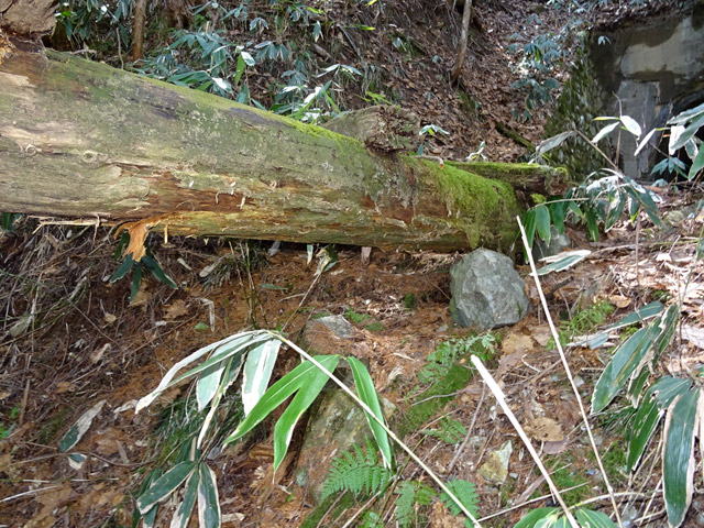 ��������X�ѓS��,�ѓS,�p����,���������,�؋�,���ꑺ,�}��