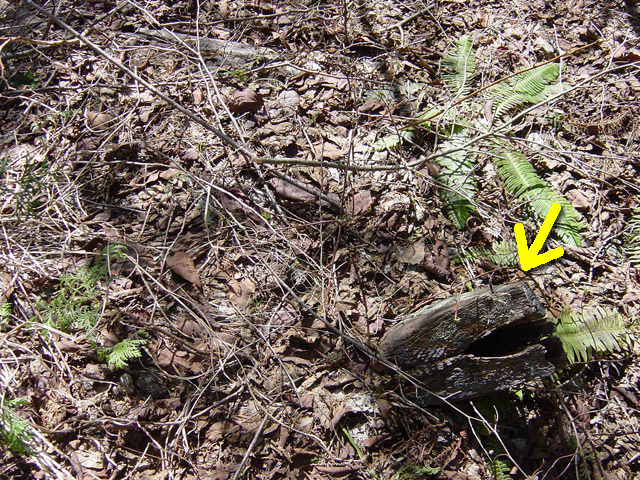 ����X�ѓS�����������,�V����ԏ�,�ѓS,�p����