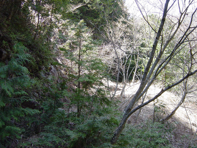 ��������X�ѓS�� �ѓS �p���� �M���򋴗� ����c�я� �I�X�̐X �i���[�O����