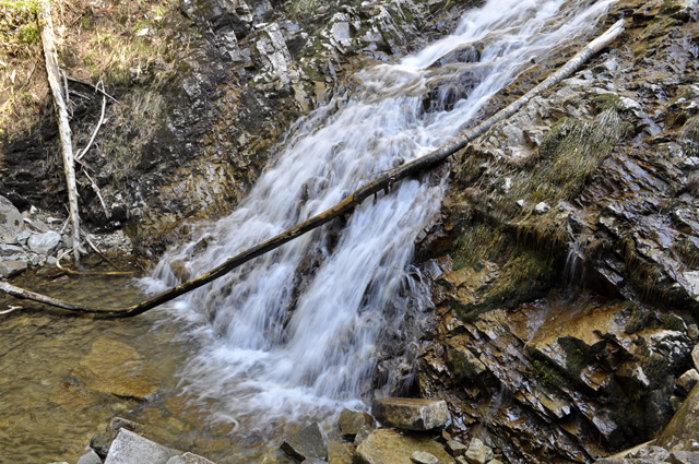 ��������X�ѓS�� �ѓS �p���� �M�P�򋴗� ���ꑺ �L���j�I�j���O �M�P�� ���