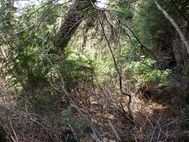 ��������X�ѓS��,�ѓS,�p����,���ꑺ,�M����,�؍މ^���O����