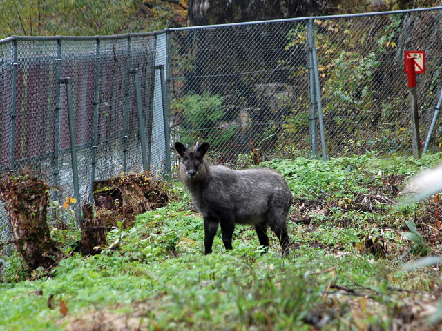 ����X�ѓS�������,����싴��,�ѓS,�p����,��z,��\