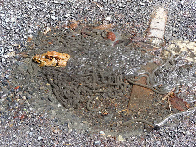 ���ؑ]�X�ѓS��,�����ѓS,�p����,����,�O����