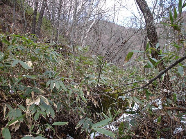 �����X�ѓS��,�ѓS,�p����,����,�H��