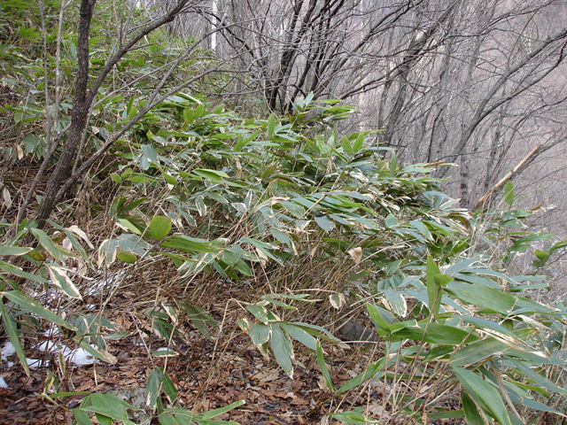 �����X�ѓS��,�ѓS,�p����,����,�H��