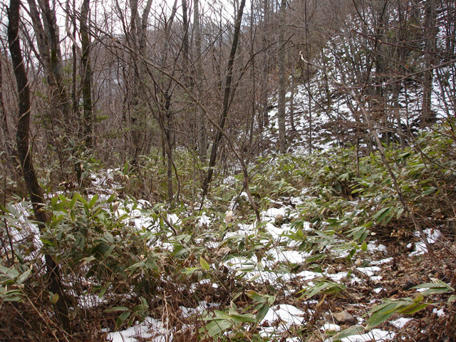 �����X�ѓS��,�ѓS,�p����,����,�H��