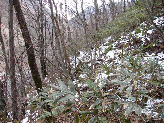 �����X�ѓS��,�ѓS,�p����,����,�ؑ]�X