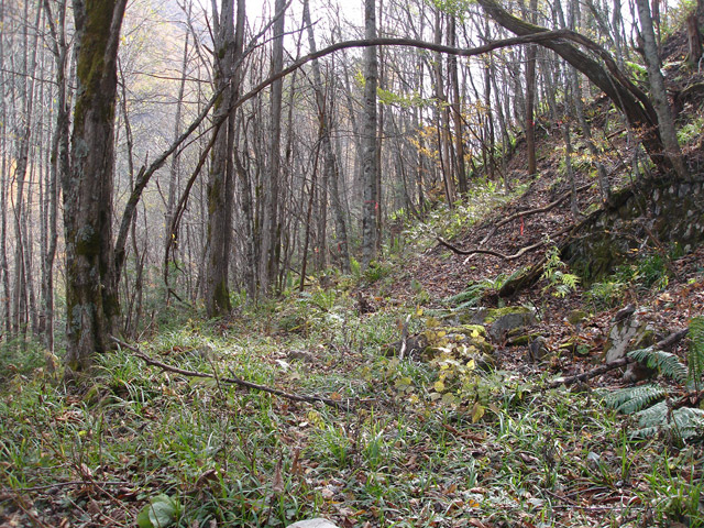 �����X�ѓS��,�ѓS,�p����,�M�m���ԏ�,�ؑ]�X