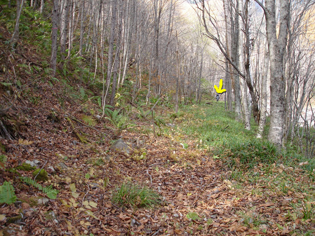 �����X�ѓS��,�ѓS,�p����,�M�m���ԏ�,�ؑ]�X