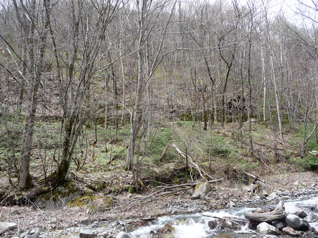 �����X�ѓS��,�ѓS,�p����,�M�m���ԏ�,�Ί_