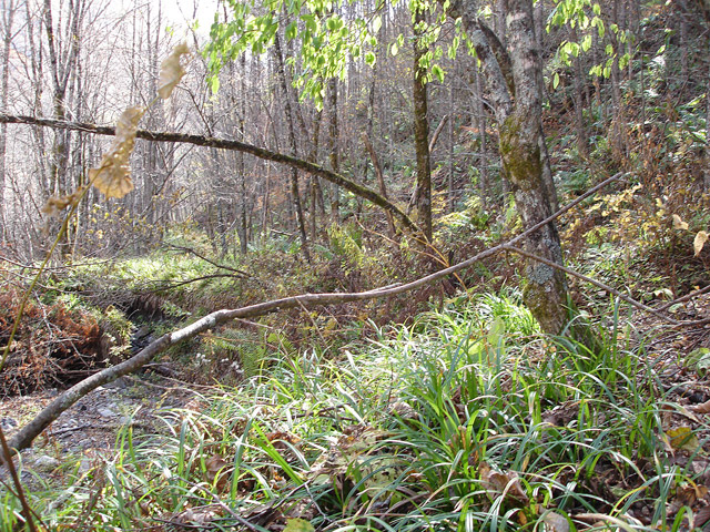 �����X�ѓS��,�ѓS,�p����,����,��ԏ�