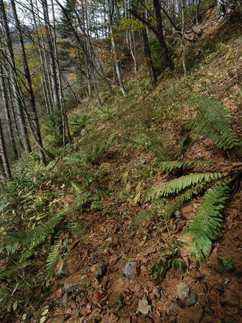 �����X�ѓS��,�ѓS,�p����,����,�����c�я�,�O����