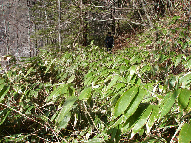 �����X�ѓS��,�ѓS,�p����,�G��,�����c�я�,�O����