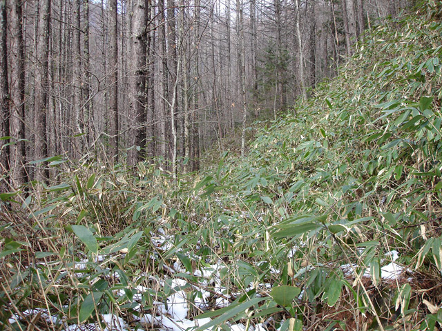 �����X�ѓS��,�ѓS,�p����,������,�����c�я�,�O����