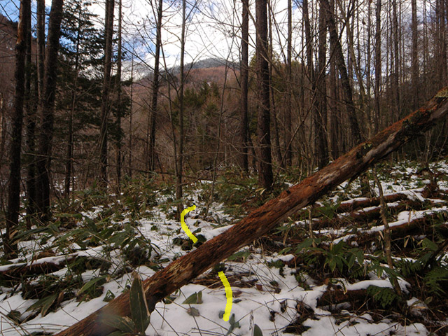 �����X�ѓS��,�ѓS,�p����,�ؑ]�쌹����,���T�r��,�������R