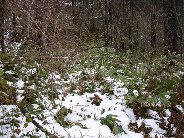 �����X�ѓS��,�ѓS,�p����,���T�r��,�����c�я�,�O����