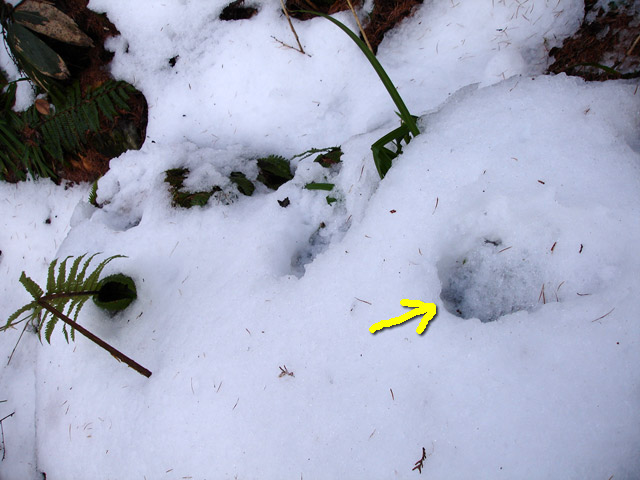 �����X�ѓS��,�ѓS,�p����,�N�}�̑���,�ؑ]�쌹����,�O����,�쐶����