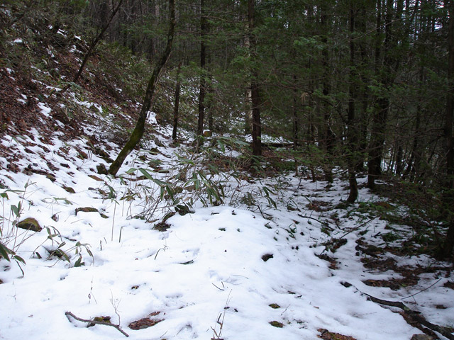 �����X�ѓS��,�ѓS,�p����,���T�r�򋴗�,�؋�,�c�[